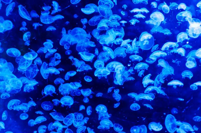 Free stock image of Jelly Fish in the Ocean created by Pixabay