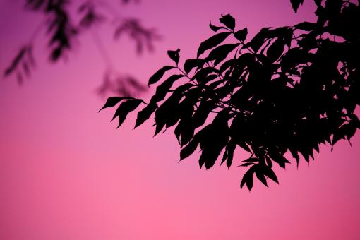 At Sunset - Free Stock Photo