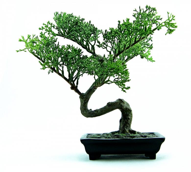 Free stock image of Bonsai created by Pixabay