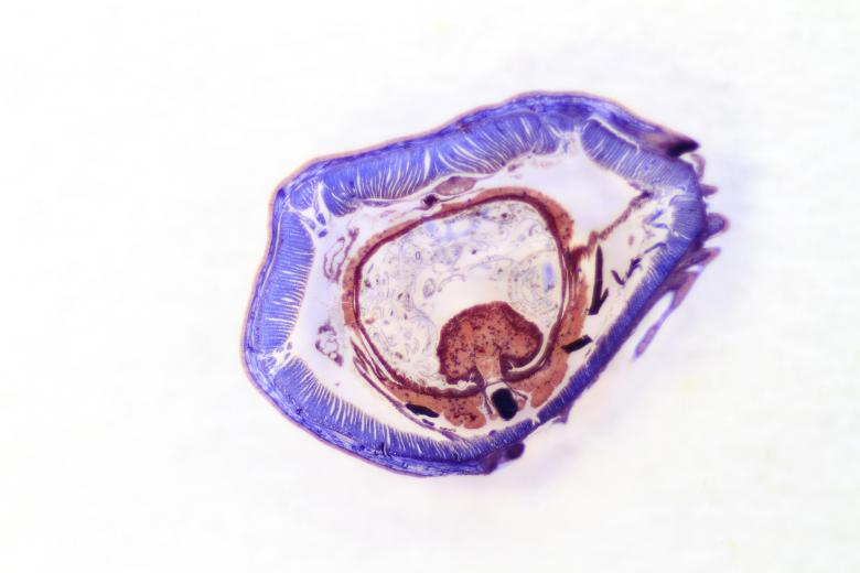 Free stock image of Earthworm created by Geoffrey Whiteway