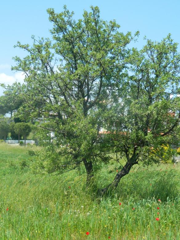 Free stock image of Green Tree created by Hulya Yılmaz