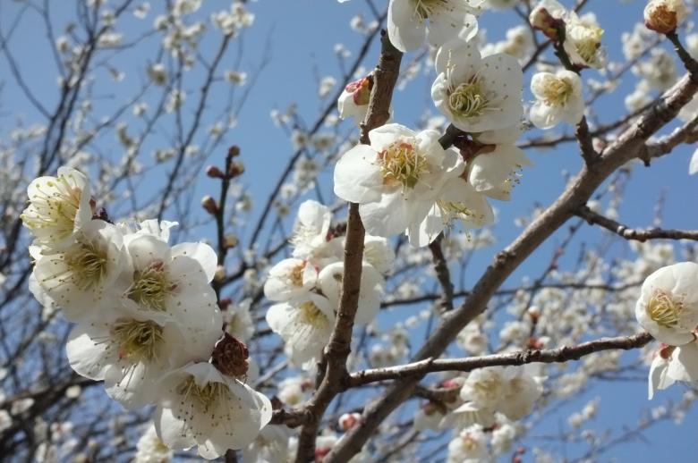 Free stock image of Japanese sakura white cherry blossoms created by James Jack