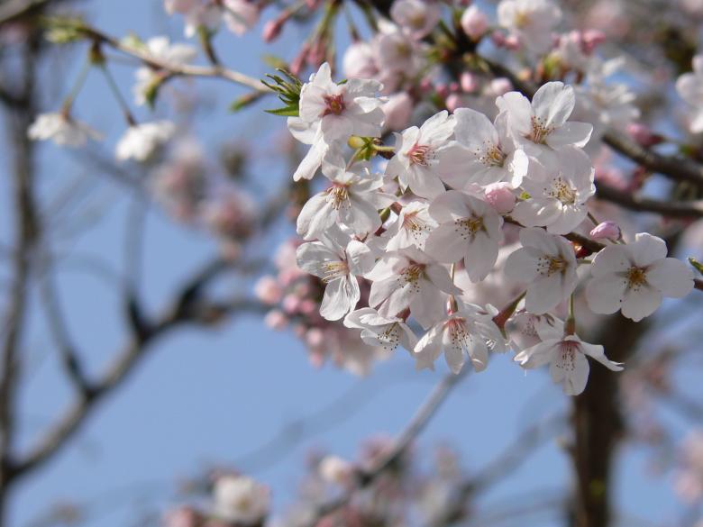 Free stock image of Pink sakura cherry blossoms Japan created by James Jack