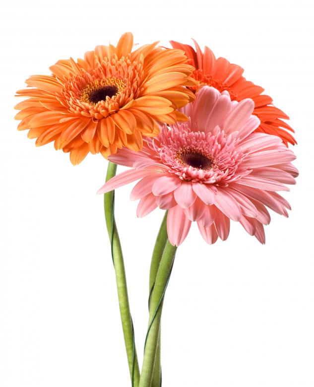 Free stock image of Gerbera flowers created by 2happy