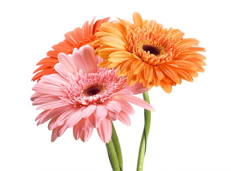 Free stock image of Gerbera flowers created by 2happy