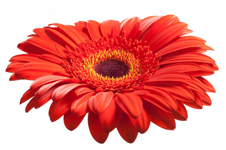 Free stock image of Gerbera flower created by 2happy