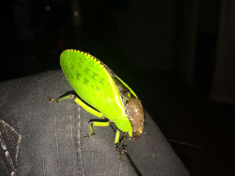 Free stock image of Green Insect created by Rikson Roberto