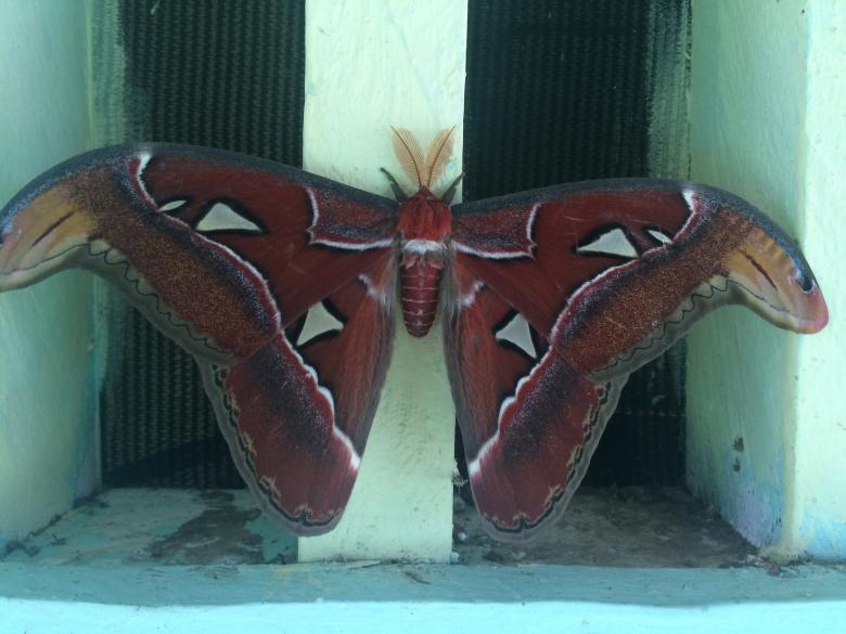 Free stock image of Large Butterfly created by Rikson Roberto