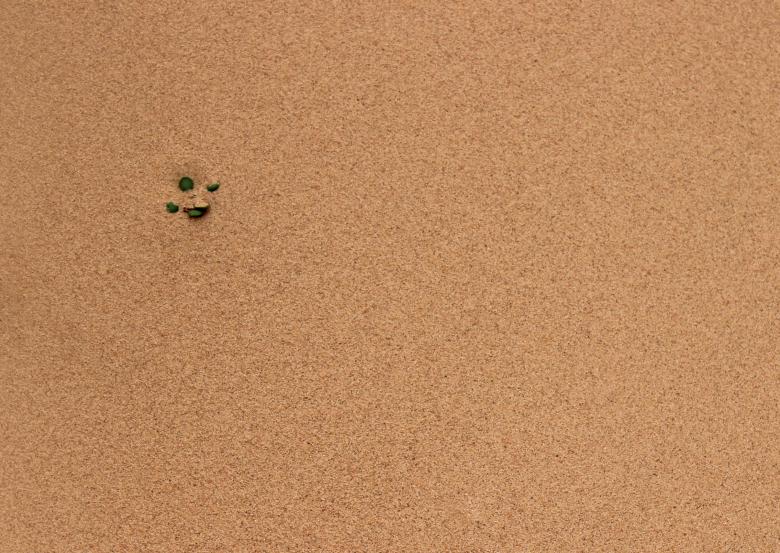 Free stock image of Little Plant Growing on Sand - Background created by Jack Moreh