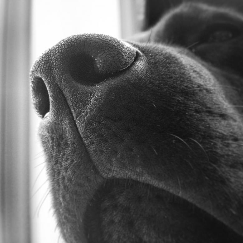 Free stock image of Up Close Dog created by Tessa Macken