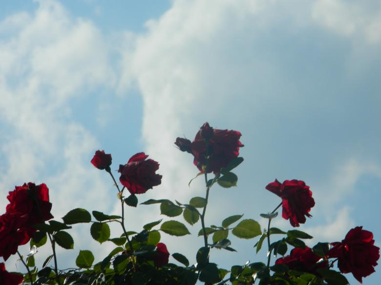 Free stock image of Red Roses and Blue Sky created by Hulya Yılmaz