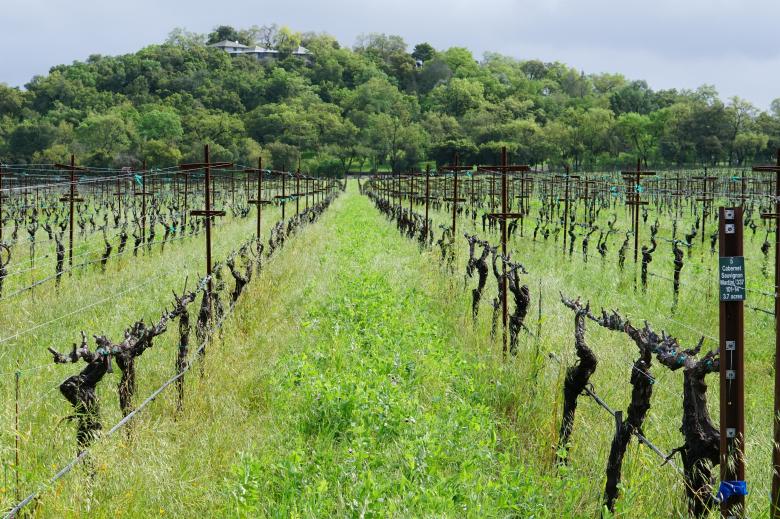 Free stock image of Vineyard created by Brian