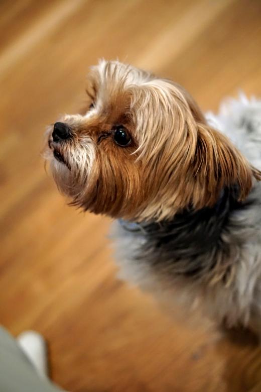 Free stock image of Little Dog created by Brian