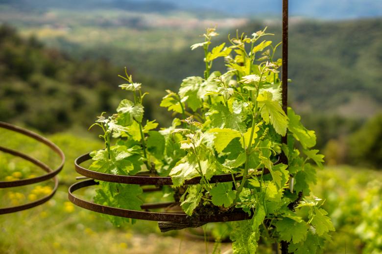 Free stock image of Circular Vines created by Brian