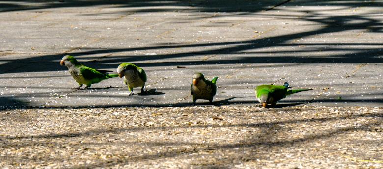 Free stock image of Parakeets created by Brian