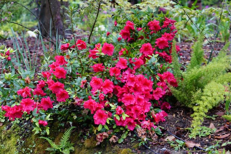 Free stock image of Flowers in Napa created by Brian