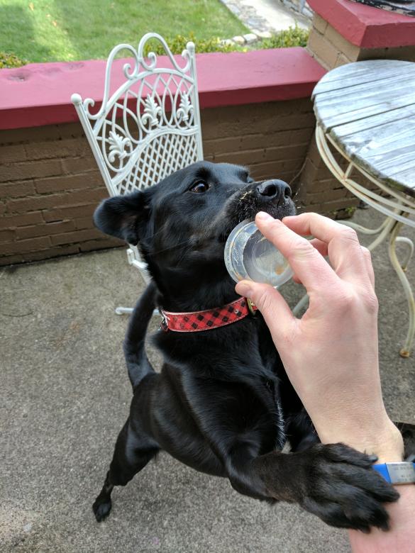 Free stock image of Enthusiastic Dog created by Brian