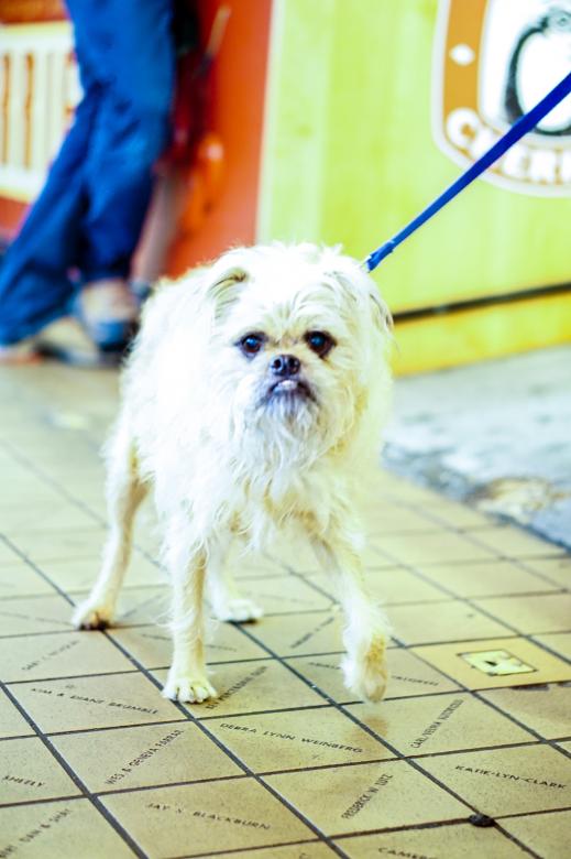 Free stock image of Pike Dog created by Brian