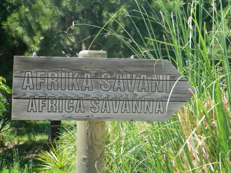 Free stock image of Africa Savanna Sign created by Hulya Yılmaz