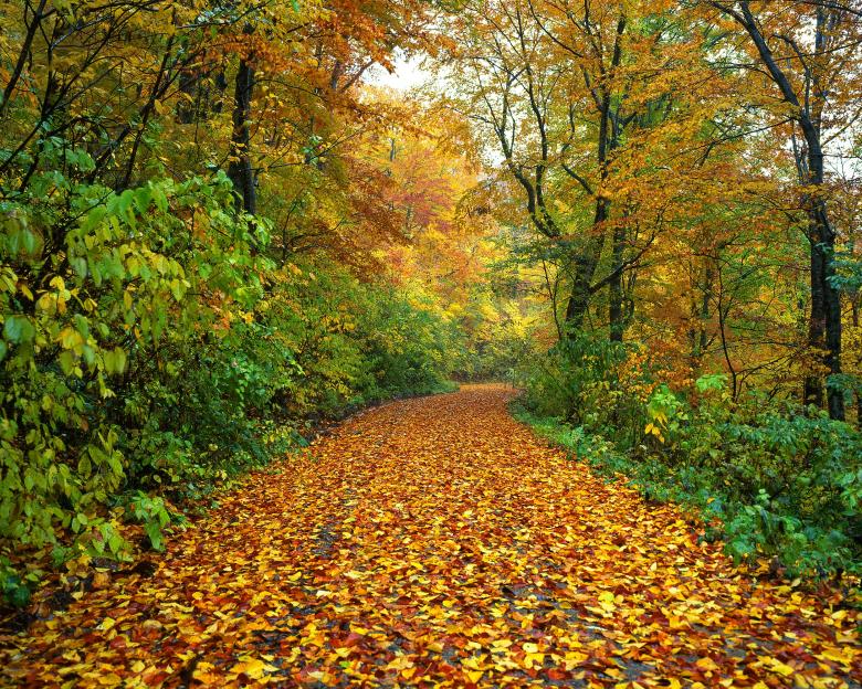 Free stock image of Fallen leaves created by Pixabay