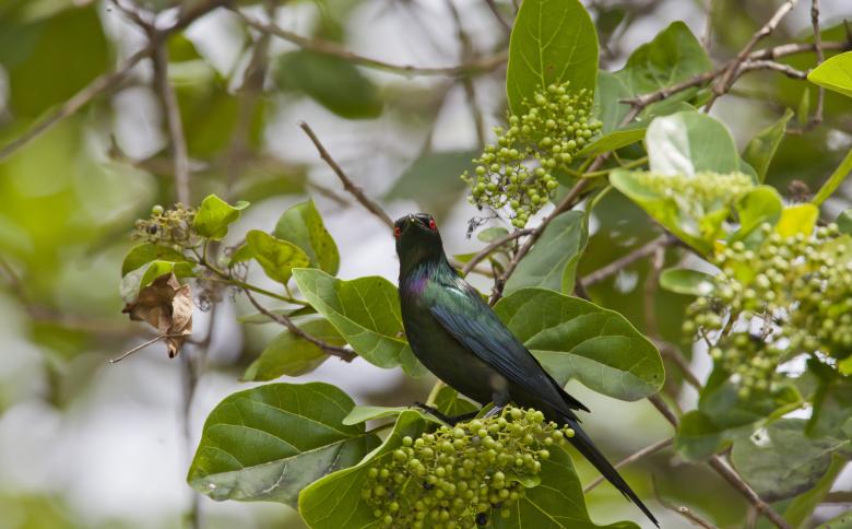 Free stock image of Wild Bird created by Pixabay