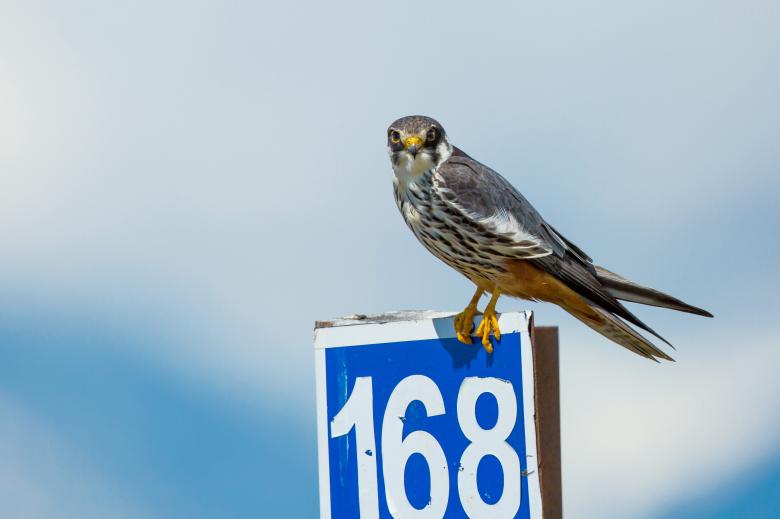 Free stock image of Bird on the Board created by Pixabay
