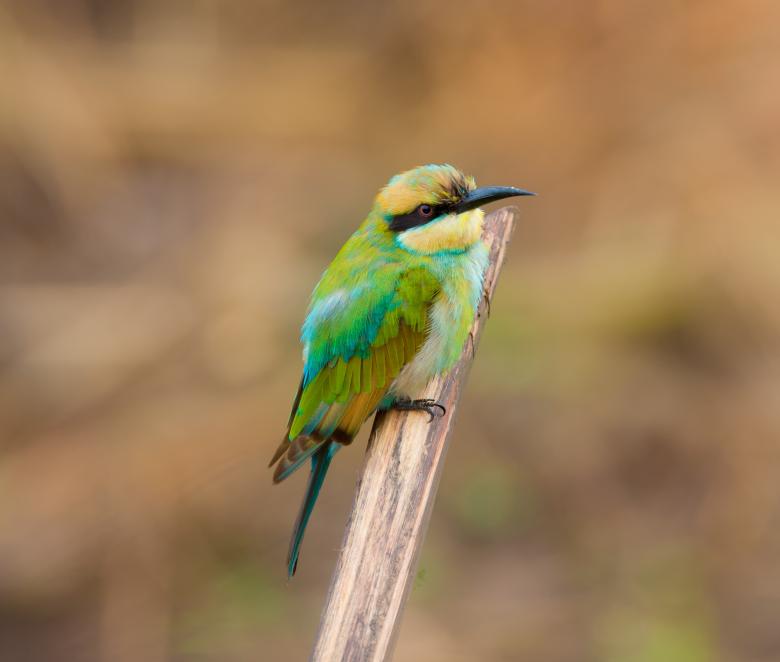Free stock image of Colorful Bird created by Pixabay