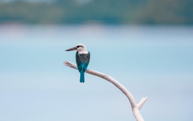 Free stock image of Blue Bird created by Pixabay
