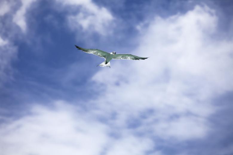 Free stock image of Bird Flight created by Pixabay