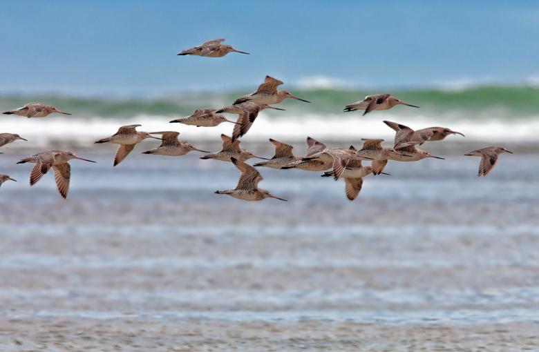 Free stock image of Group of Birds created by Pixabay