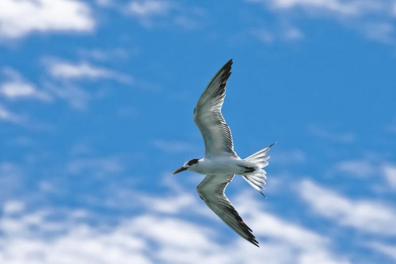 Free stock image of Bird Flying created by Pixabay