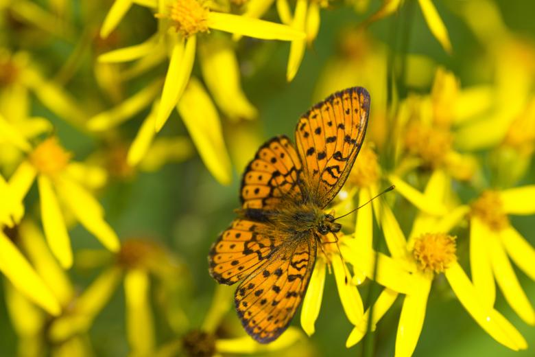 Free stock image of Butterfly in the Garden created by Pixabay