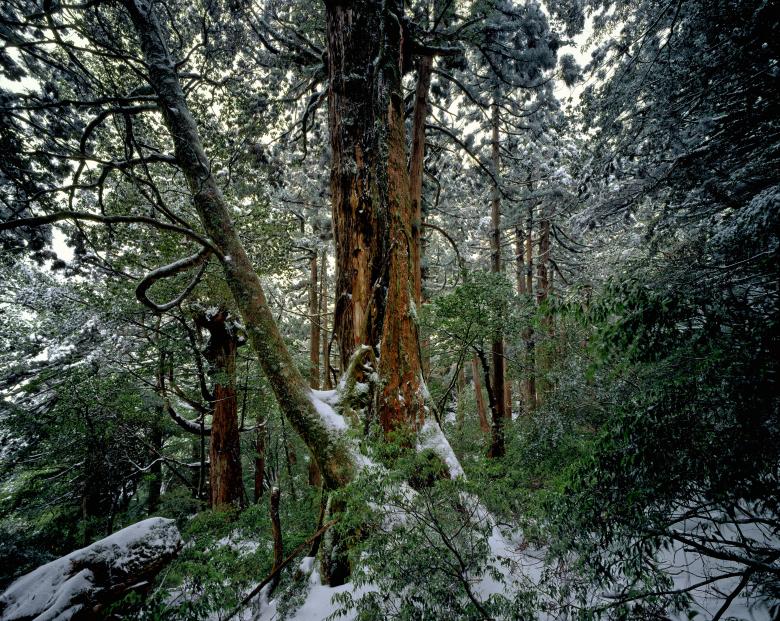 Free stock image of Cedar Forest created by Pixabay