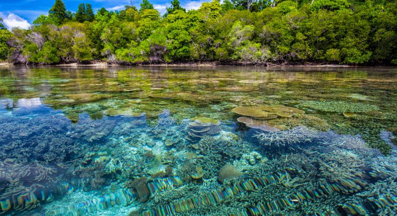 Free stock image of Coral View created by Pixabay