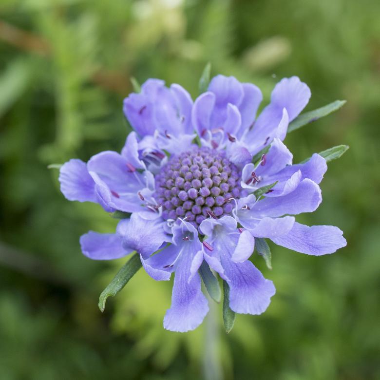 Free stock image of Flower Closeup created by Pixabay