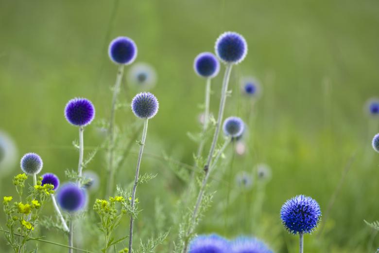 Free stock image of Blue Flowers created by Pixabay