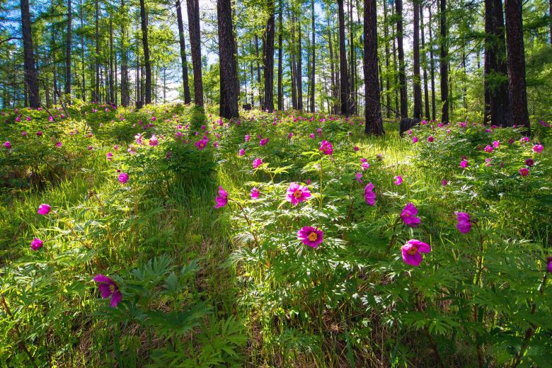 Free stock image of Pink Flowers created by Pixabay