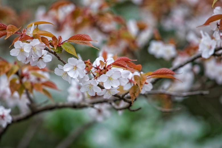 Free stock image of Fresh Flowers created by Pixabay