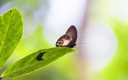 Butterfly Closeup - Free Stock Photo