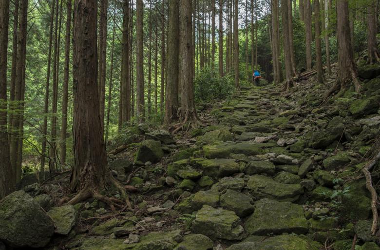 Free stock image of In the Woods created by Pixabay