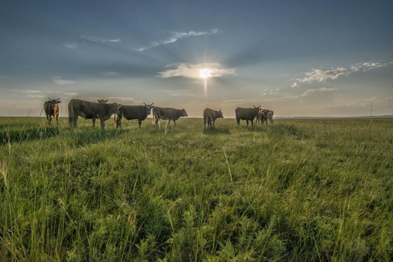 Free stock image of Group of Cows created by Pixabay
