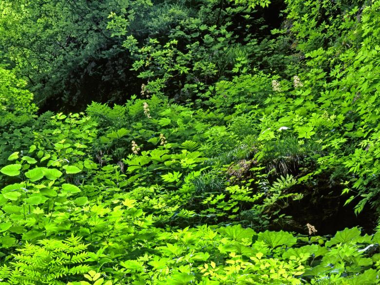 Free stock image of Wild Plants created by Pixabay
