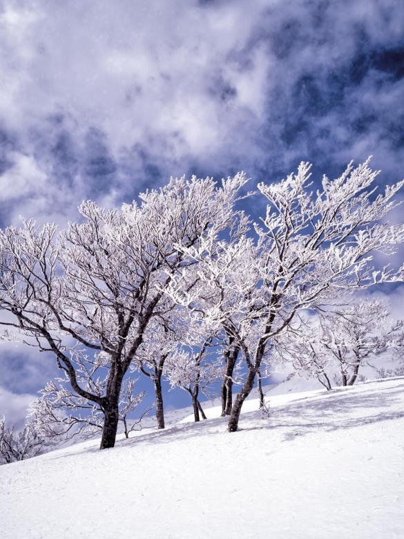 Free stock image of Frozen Winter created by Pixabay