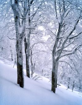Free Stock Photo of Frozen Winter