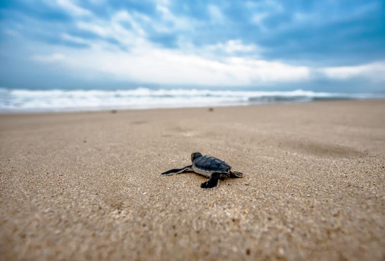 Free stock image of Turtle on the Beach created by Pixabay