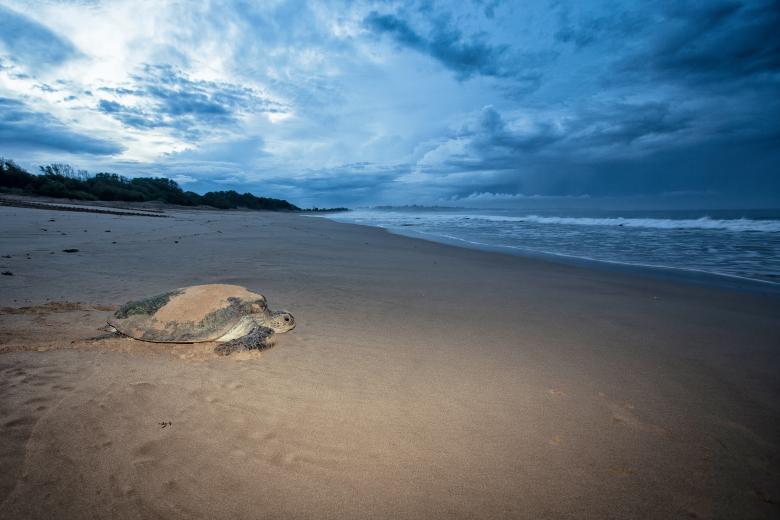 Free stock image of Turtle on the Beach created by Pixabay