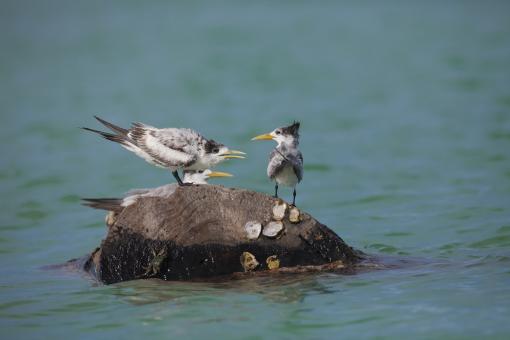 Free Stock Photo of Wild Birds