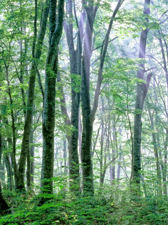 Free stock image of Into the Woods created by Pixabay