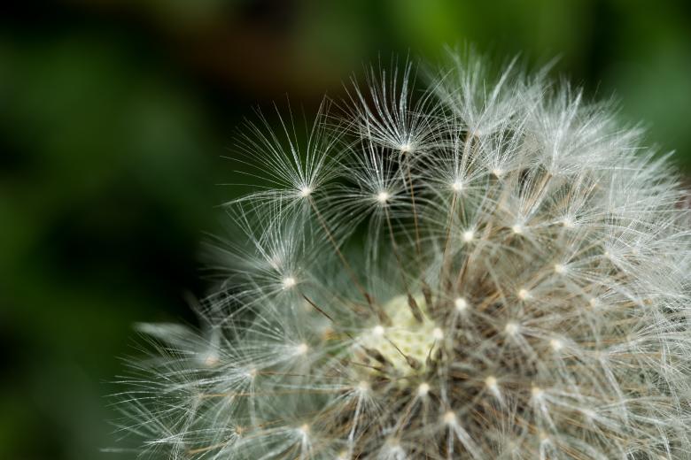 Free stock image of Dandelion Closeup created by Pixabay