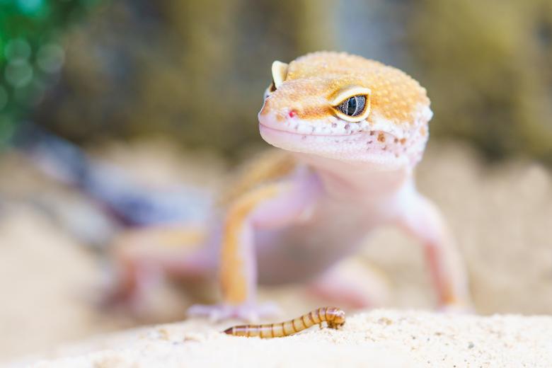 Free stock image of Little Gecko created by Pixabay